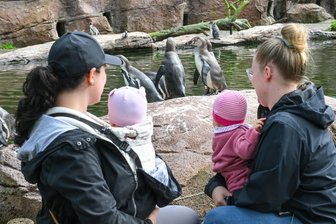 Kulturhauptstadt 2025: Amerika-Tierpark in Limbach-Oberfrohna startet besondere Aktionswoche - Im Amerika-Tierpark in Limbach sind ab Samstag verschiedene Mitmach-Angebote zu erleben.