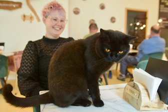 Kulturhauptstadt-Effekt auch bei den Samtpfoten? – So geht es dem Chemnitzer Katzencafé - Katze Shuri ist nicht kamerascheu. Sie ist eine von vieren, die in Franziska Müllers Katzencafé leben.