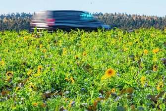 Kuriose Blüte im Erzgebirge: Sonnenblumen sprießen mitten im November - Auf einem Feld an der Bundesstraße 93 in Schneeberg wachsen derzeit Sonnenblumen.
