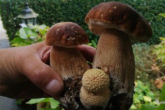 Kurioser Pilzfund im Erzgebirge verblüfft selbst Fachleute: Steinpilze mit Fliegenpilz vereint - Dieser kuriose Fund verblüfft selbst Pilzberater: Bei diesem Exemplar sind drei Pilze sind zu einem Pilz verwachsen.