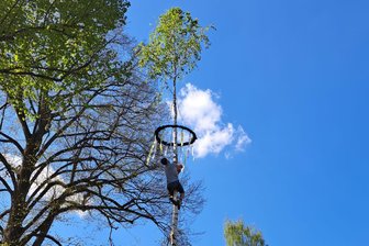 Kurz vorm Aufstellen: Maibaum im Erzgebirge gestohlen - „Jetzt lacht jeder darüber“ - Blick auf den Maibaum im Schneeberger Ortsteil Lindenau. Weil der erste Baum gestohlen worden war, organisierte man einen Ersatzbaum.
