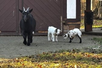 Kuschelalarm in Crimmitschau: Ziegennachwuchs im Sahnpark erfreut Besucher - Zwei in der vorigen Woche geborene Ziegen sind derzeit die Lieblinge der Tiergehege-Besucher.