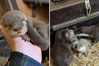 Kuschelalarm: Vier kleine Zwergotter in Zoo im Erzgebirge geboren - Nachwuchs hat es bei den Zwergottern im Auer Zoo der Minis gegeben.