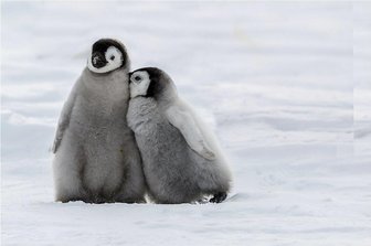 Kuscheln im Eis - Beim Schmusen.