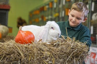 Kuscheltier und Sonntagsbraten: Mühlauer Familie ist kaninchenverrückt - Theo Gottschald ist zur Vereinsschau der Mühlauer Kaninchenzüchter für seine Rasse Deutsche Widder (weiß) Blauaugen mit dem Preis der besten Zuchtgruppe S 339 Mühlau geehrt worden.