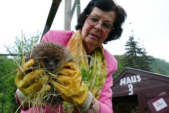 Kuschlige und stachlige Bewohner der Zschopauer Tierschutzstation suchen neues Zuhause - Auch für diesen Bewohner aus Haus 3 der Igel-Ranch wollen Christine Grzelka und ihre Mitstreiter ein neues Zuhause finden.