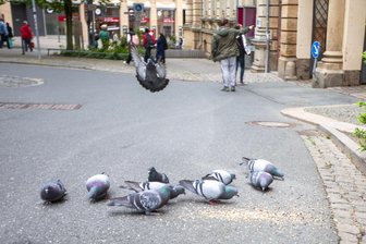 Lärm, Dreck und immer wieder Kot: Plauens Taubenproblem lässt eine junge Mutter verzweifeln - Immer wieder sieht man im Plauener Stadtzentrum illegale Futterstellen.