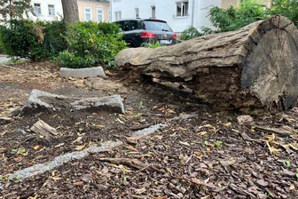 Lärm, Trinkgelage und Zerstörung: Wo die Freiberger genervt sind - Die aus einem dicken Baumstamm hergerichtete Bank am Hirtenplatz wurde beschädigt.