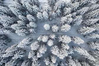 Landesforstchef: Nur in den höchsten Lagen des Erzgebirges hat der Fichtenwald eine Zukunft - Schnee liegt auf einem Fichtenwald im Erzgebirge. Sachsens Wälder sind immer noch in einem schlechten Zustand.
