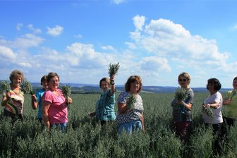 Landfrauen schneiden bei Irfersgrün Getreide für Wettbewerb - Die Landfrauen schneiden Getreide für ihre Binderei. Dieser Tage war grüner Hafer an der Reihe.