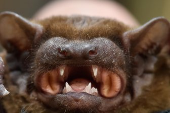 Landkreis entwarnt: Fledermäuse übertragen kein Corona - 