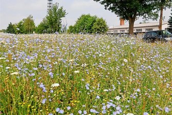 Landkreis Zwickau: Der Insektenwelt soll mit 800.000 Euro geholfen werden - Eine artenreiche mehrjährige Blühwiese mit heimischen Pflanzen bei Hohenstein-Ernstthal. 