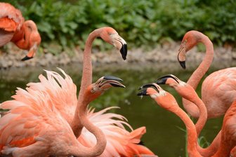 Landkreis Zwickau: Zwei Tierparks freuen sich über Besucher - 