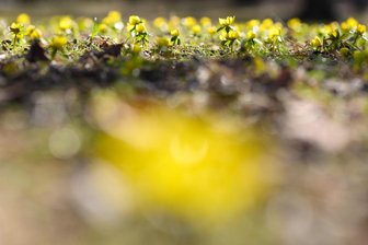 Landrat im Vogtland warnt: Corona-Regeln gelten trotz Frühlingswetter - 