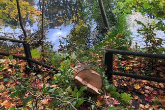 Landratsamt zu Baumfällungen in Lichtenwalde: Besucher missachten Absperrungen - Am Schlosshang in Lichtenwalde sind Bäume gefällt worden. Welche Gefahr war hier im Verzug?