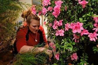 Landschloss Pirna-Zuschendorf: Das blühende Museum - Gärtnerin Sylvia Bär. Täglich muss alles frisch aussehen, deshalb wird fleißig geschnitten.