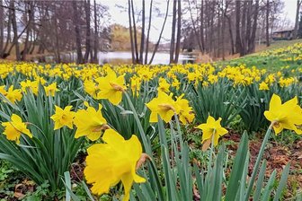 Landwehrgrund Werdau: Verein ärgert sich über Blumendiebe - Narzissen werden im Landwehrgrund Werdau einfach gepflückt oder sogar ausgegraben.