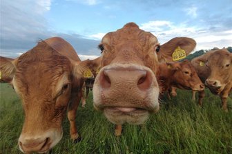 Landwirt aus dem Erzgebirge: „Langfristige politische Strategie für uns Bauern fehlt“ - Insgesamt 1600 Rinder gehören zur Agrargenossenschaft „Burgberg" in Burkersdorf. Doch sie machen mehr Arbeit, als sie dem Unternehmen als Schlachtvieh oder bei Verkauf einbringen.