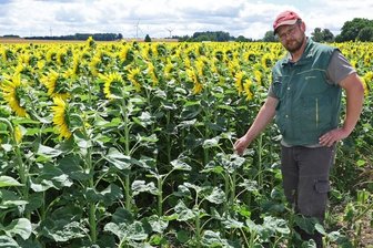 Landwirt beklagt Diebstahl vom Feld - Der Familienbetrieb Stiegler aus Callenberg hat in diesem Jahr zum ersten mal 22 Hektar Sonnenblumen angebaut. Doch auch wenn das schön aussieht: Es ist kein Blumenfeld zum Selberpflücken.