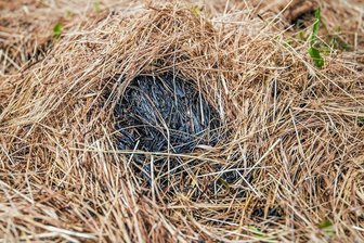 Landwirt zu Kokelei an Strohballen: Das hätte schlimm enden können - Ein paar Brandflecken erinnern noch an die Kokelei an den Strohballen. Aber das Ganze hätte sich auch schlimmer entwickeln können.