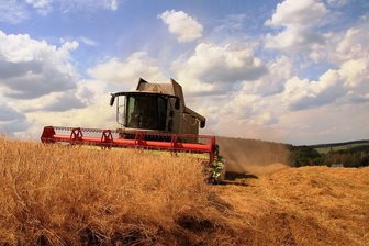 Landwirte im Vogtland haken das Jahr 2022 ab: Sorge um Futter wächst - Roggen wird im Vogtland nur wenig angebaut, weil er geringe Erträge liefert. Mit Trockenheit kommt Roggen aber besser zurecht als Weizen.