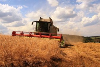 Landwirte im Vogtland haken Jahr ab: Sorge um Futter wächst - Roggen wird im Vogtland nur wenig angebaut, weil er geringe Erträge liefert. Mit Trockenheit kommt Roggen aber besser zurecht als Weizen. 