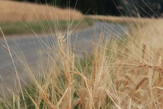 Landwirte rechnen mit großen Ernteausfällen - Derartig geschädigte Halme liefern kein Getreide mehr, höchstens noch Stroh. Der Agrargenossenschaft Am Kuhberg macht nicht nur die Trockenheit zu schaffen. Dort hat der Hagel ganze Arbeit geleistet. l