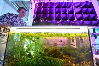 Landwirtschaft in Stadthäusern: In Chemnitz wird daran gearbeitet - Auch mit einem kleinen Aquarium funktionieren Aquaponik-Projekte, wie Pia Röhlig vom „Karree 49“ ausprobiert.