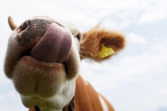 Landwirtschaftsbetrieb im Vogtland darf Standort ausbauen - Der Agrarbetrieb Aproha darf die Milchviehanlage Juchhöh ausbauen.