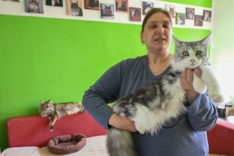 Lange Luxuskatzen aus Limbach: „Ich verdiene mir hier keine goldene Fellnase“ - Bianca Rubbey aus Limbach-Oberfrohna ist professionelle Züchterin seit knapp 20 Jahren. Sie liebt ihre Maine-Coon-Katzen über alles.
