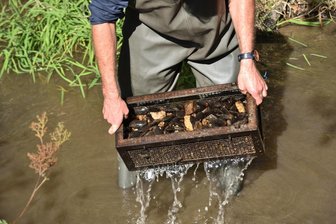 Lange Trockenperioden: Hat die Flussperlmuschel im Vogtland noch eine Zukunft? - Gezüchtete Flussperlmuscheln wurden auch im Tetterweinbach ausgewildert. Dann aber trocknete der Bach nahezu aus.