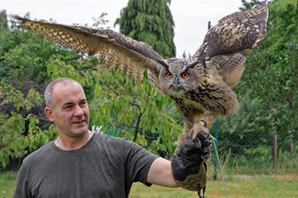 Langenberg: Schnelle Hilfe, wenn der Bussard auf Katze oder Windrad trifft - Seinen Europäischen Uhu will André Heinig aus Langenberg gern auch frei fliegen lassen. Deshalb hat er sich zum Falkner ausbilden lassen.