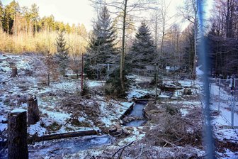 Langenbernsdorf: Aus „Mondlandschaft“ wird neuer Waldsportplatz - Derzeit sieht es auf dem Gelände des Waldsportplatzes Stöckener Hasenheide wüst aus. Im Mai beginnen die Arbeiten für eine Neugestaltung des Areals.