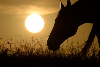 Langenbernsdorf: Drei tote Pferde hatten Eibe gefressen -