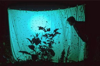 Langenbernsdorf: Exkursion in die verborgene Welt der Nachtfalter - Mit einem so genannten Blickfang werden die nachtaktiven Insekten auf einer Leinwand sichtbar.
