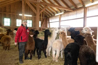 Langenbernsdorf: Wo robuste Andenbewohner manchmal auch Filmstars sind - Die Stuten und ihre Jungtiere sind zusammen in einem geräumigen Stall untergebracht. Jeden Tag um 9 Uhr öffnet Gerd Schittko ihnen das Gatter, damit sie auf die Wiesen können. Die Hengste haben ihren eigenen Stall.