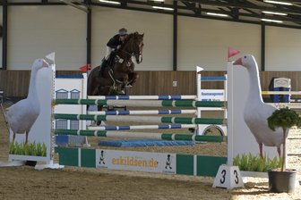 Langenbernsdorfer Reiter freut sich über Erfolg in Zwickau - Das Foto vom Wochenende zeigt Thomas Krauße vom RFV Langenbernsdorf bei der Punktespringprüfung der Klasse M*.