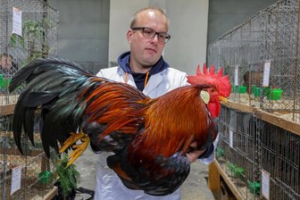 Langenchursdorf: Esel, Oldtimer und viel Rassegeflügel - Am Donnerstag wurden die Tiere für die Rassegeflügelausstellung bewertet. Hier Preisrichter Enrico Neubert.
