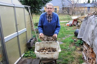 Langenhessener erntet im Winter Topinambur - Bernd Oehler aus Langenhessen mit einer frischen Topinambur-Ernte.
