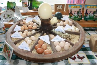 Langenhessener Kleintierzüchter laden zu Treffen ein - Eier von Hühnern, Enten und Gänsen verschiedener Rassen vom Tierzuchtverein Langenhessen.