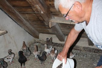 Langenhessener Kleintierzüchter zeigen Erfolge - Vereinsvorsitzender Frieder Pansa füttert seine Tauben. r