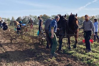 Lauterbach: Kartoffeln werden traditionell geerntet - Matthias Herziger (rechts) erntet Kartoffeln noch wie früher.