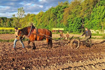 Lauterbacher Landwirt setzt auf alte Technik und Pferdestärken - Matthias Herziger und seine Lebensgefährtin beim Legen der Saatkartoffeln.