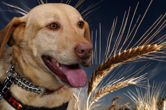 Lebensbedrohliche Infektionen drohen: Darum sollten Hunde nicht im Getreidefeld spielen - Grannen können für Hunde sogar lebensgefährlich werden.