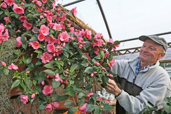 Lebenswerk Kamelie: Reinsdorfer Ehepaar zeigt rund 200 Sorten aus aller Welt - Hans Nötzold hat mit seiner Frau Elke eine liebevolle Oase voller Blüten geschaffen. Die Sorte „Cornish Spring“ ist seine Lieblingskamelie.