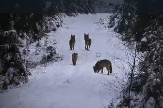 Lebt ein Wolfsrudel im Vogtland? Erfahrenem Jäger gelingen spektakuläre Bilder - Jäger Andreas Meier hat diese Aufnahmen der „Freien Presse“ zur Verfügung gestellt. Es zeigt vier Tiere, ein fünftes lief bereits voraus.