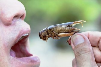 Lecker Fresschen - Warum Insekten die Zukunft gehört - Guten Appetit!