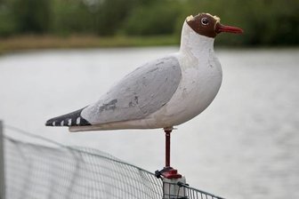 Leere Brutinsel für Lachmöwen gibt Experten Rätsel auf - Die extra installierte Attrappe hat keine Lachmöwen zum Bleiben animiert, ist aber von anderen Vögeln am Kopf attackiert worden.