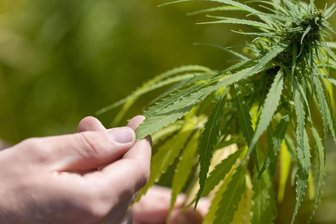 Legales Kiffen: Wie der Staat Hasch aus der Schmuddelecke holen, Dealern den Kampf ansagen und Jugendliche schützen will - Der Weg zur Cannabis-Legalisierung: Maximal drei Pflanzen, höchstens 25 Gramm für den Eigenbedarf und Vereine zum gemeinschaftlichen Anbau von Gras.