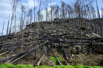Lehren aus den Bränden: Mehr Parkwächter und Löschwasser - Blick vom Wanderweg am Prebischtor auf die nach den Waldbränden im Sommer 2022 verkohlten Bäume in der Böhmischen Schweiz. Der Nationalpark mit seiner einzigartigen Felslandschaft grenzt unmittelbar an die Sächsische Schweiz auf deutscher Seite. 